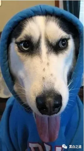 图片[4]-2018国外黑客首选：Telegram加密聊天软件