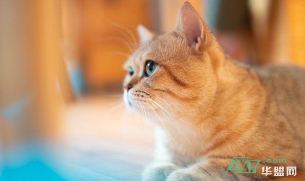 被女朋友拉黑后，我写了个“舔狗”必备神器