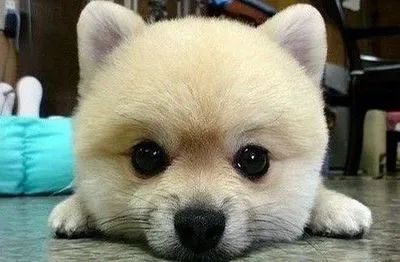 大型攻防演习红与蓝方的职能是什么？